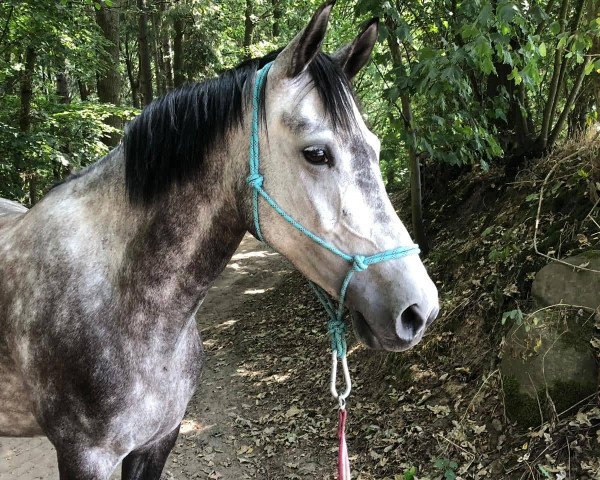 dressage horse Coco Chanel 271 (German Riding Pony, 2013, from Steendieks Champ of Glory)
