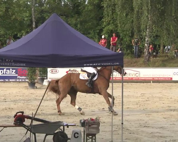 Reitturnier Schwetzingen 2016