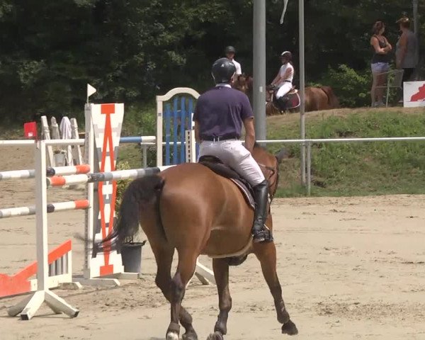 Reitturnier Schwetzingen 2016