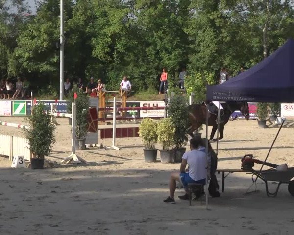 Reitturnier Schwetzingen 2016