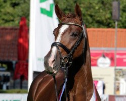 broodmare Abby (Westphalian, 2011, from Arpeggio)