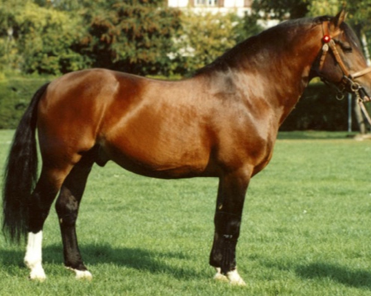 stallion Estafette (Freiberger, 1986, from Enjoleur)