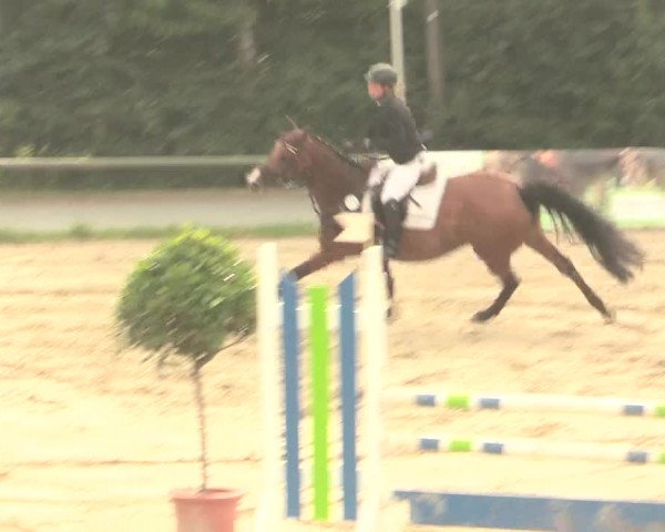 Großes Reit- und Springturnier Herbern 2016