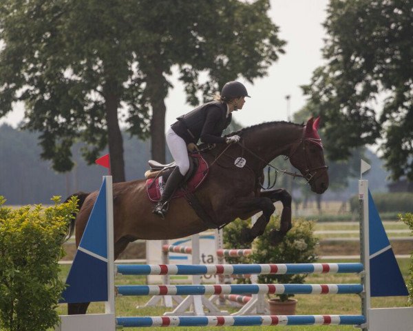 Springpferd Cito 17 (Hannoveraner, 2001, von Carismo II 123 FIN)