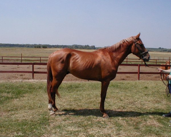 stallion Gidran Razbeg I-12 (Gidran,  , from 3782 Razbeg Gidran I-12)