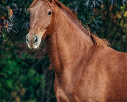 Yegua de cría Jurika (Caballo de Deporte Alemán, 2013, de Casskeni II)