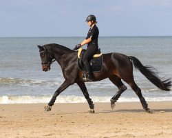 dressage horse Palmnicken - Go (Trakehner, 2010, from Karl Lagerfeld)