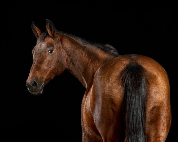 broodmare Judika (Hanoverian, 1995, from Julio Mariner xx)