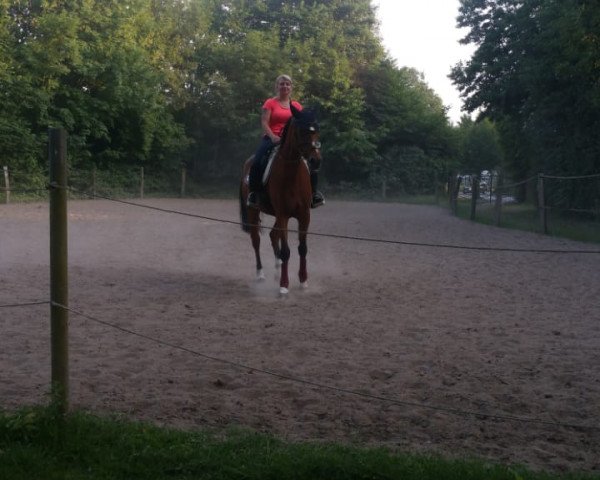 horse Summer Delight (Oldenburg, 2003, from Shine On)