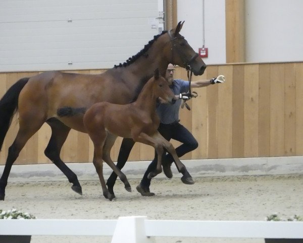 Deckhengst Comme la Mere (Westfale, 2019, von Comme le père)