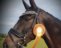 dressage horse Dario 172 (KWPN (Royal Dutch Sporthorse), 2008, from Dayano)