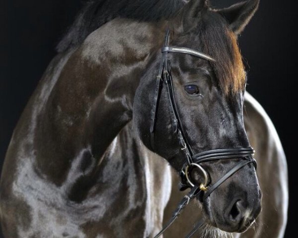 horse Desperado 192 (German Sport Horse, 2004, from Don Pikado)