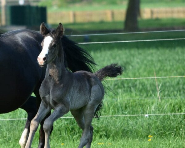 broodmare Rosenholz (German Riding Pony, 2018, from Rheingold)