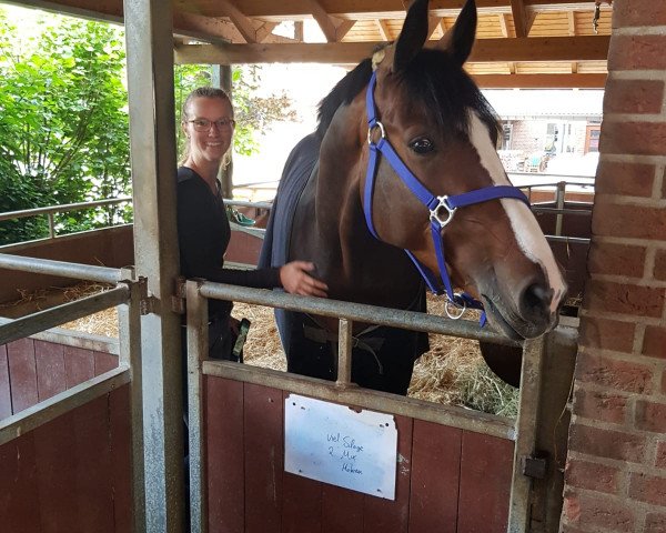 horse Faylight (Hanoverian, 2014, from Floratio)
