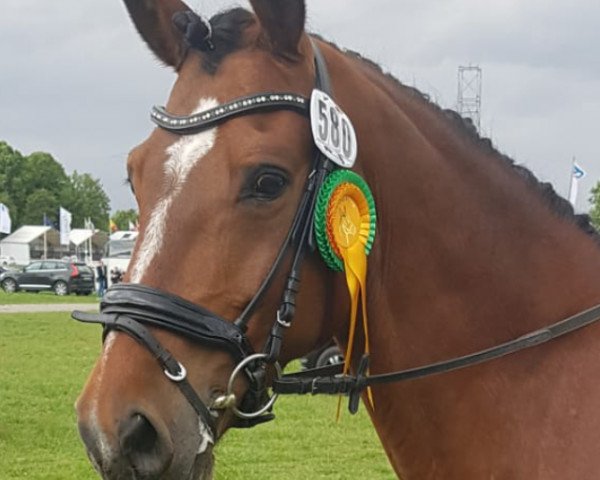 Springpferd Holsteins Silvana (Deutsches Reitpony, 2005, von Fs Disagio)