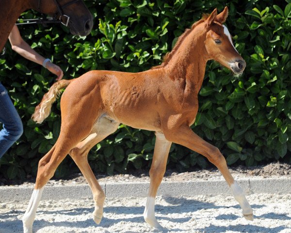 horse Stute von Balinsky (Westphalian, 2019, from Balinsky)