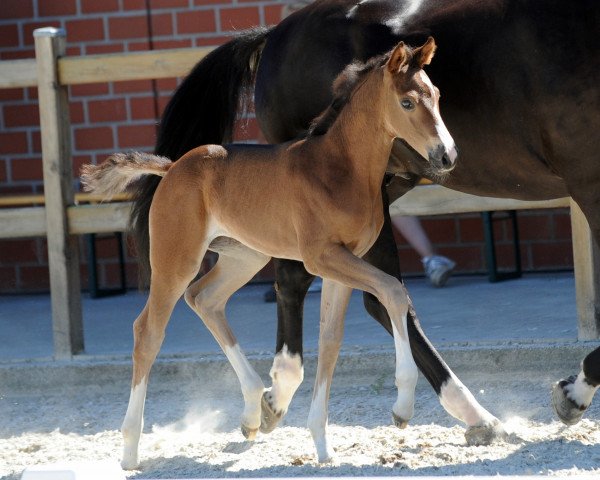 horse Stute von Symphonic (Westphalian, 2019, from Symphonic)