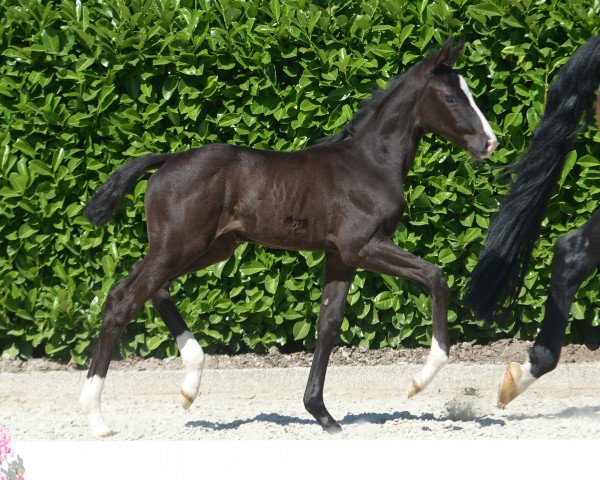 horse Danza Maria (Westphalian, 2019, from Diamond Deluxe)