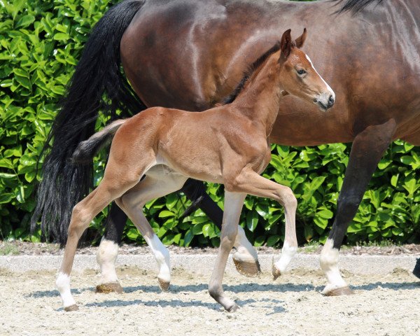 broodmare Donna (Westphalian, 2019, from Diamond Deluxe)