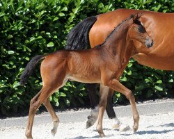 dressage horse Donna Merida H (Westphalian, 2019, from Don Indigo)