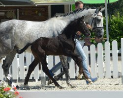 horse Volker P (Westphalian, 2019, from Valerius Ymas)