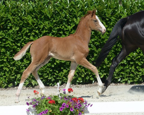horse Bell'Amour (Westphalian, 2019, from Baccardi)