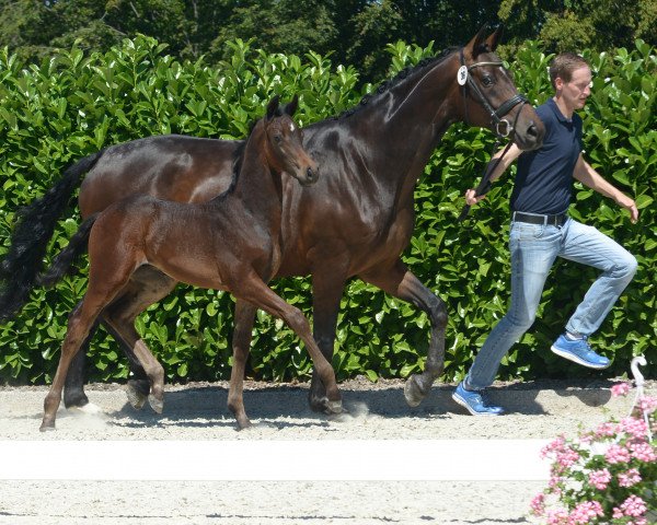 Pferd Hengst von Don Indigo (Westfale, 2019, von Don Indigo)