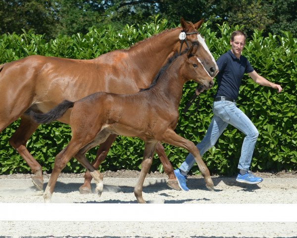 Pferd Stute von Rock Deluxe (Westfale, 2019, von Rock Deluxe NRW)