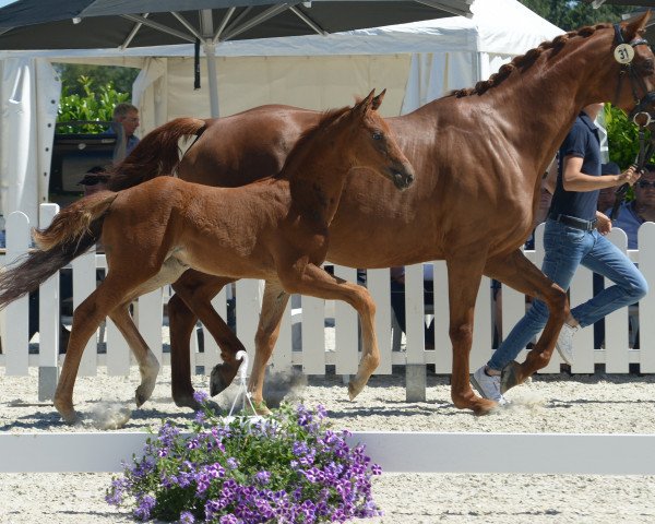 horse Fancy Firegirl (Westphalian, 2019, from Fidelius 41)