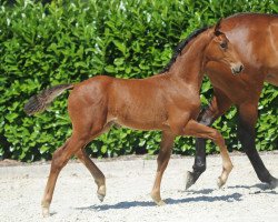 dressage horse Sir Pauly (Westphalian, 2019, from Sir Heinrich OLD)