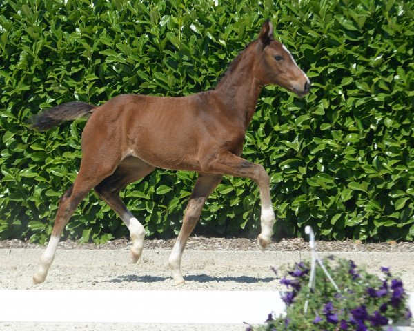 horse Stute von Diamond Deluxe (Westphalian, 2019, from Diamond Deluxe)