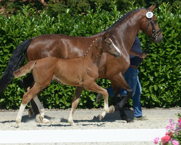 horse Stute von Baccardi (Westphalian, 2019, from Baccardi)