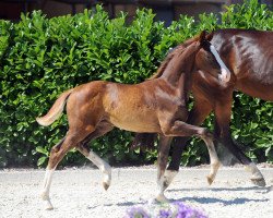 horse Hengst von Diamond Deluxe (Westphalian, 2019, from Diamond Deluxe)