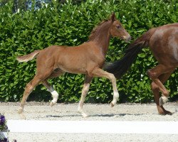 horse Dubai Diary (Westphalian, 2019, from Diamond Deluxe)