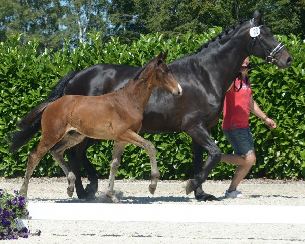 horse Diamond Prince 5 (Westphalian, 2019, from Diamond Deluxe)