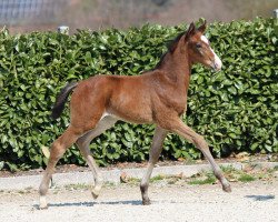horse Hengst von Diamond Deluxe (Westphalian, 2019, from Diamond Deluxe)