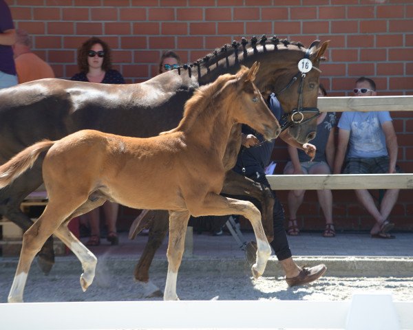stallion Donatus (Westphalian, 2019, from Diamond Deluxe)