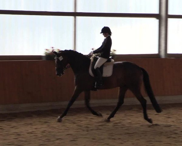 Großes Reit- und Springturnier Herbern 2016