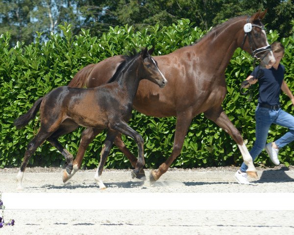horse Stute von Diamond Deluxe (Westphalian, 2019, from Diamond Deluxe)