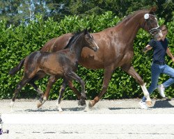 horse Stute von Diamond Deluxe (Westphalian, 2019, from Diamond Deluxe)