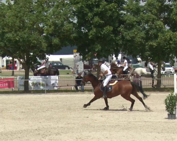 Reitturnier Rot am See-Musdorf 2016