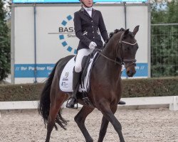 dressage horse Dark Diamond At (German Riding Pony, 2011, from Dance Star AT NRW)
