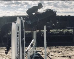 broodmare Jolie-Danka T (KWPN (Royal Dutch Sporthorse), 2014, from Chapter Leatherdale)