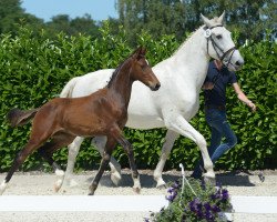 horse Hengst von Diamond Deluxe (Westphalian, 2019, from Diamond Deluxe)