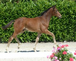 horse Hengst von Diamond Deluxe (Westphalian, 2019, from Diamond Deluxe)