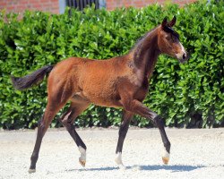horse Stute von Alpha Royal (Westphalian, 2019, from Alpha Royal)