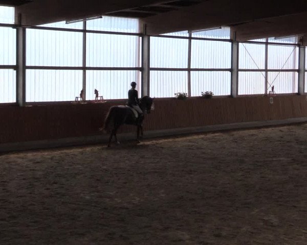 Großes Reit- und Springturnier Herbern 2016
