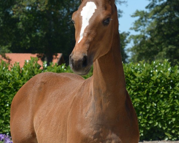 horse Sambuca Star (Westphalian, 2019, from Show Star)