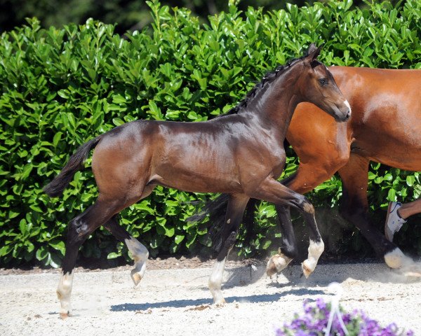Pferd Dream Dancer 91 (Westfale, 2019, von Diamond Deluxe)