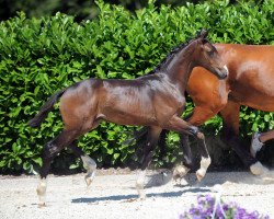 Pferd Dream Dancer 91 (Westfale, 2019, von Diamond Deluxe)